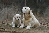 GOLDEN RETRIEVER 1138